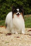 EPAGNEUL PAPILLON 040